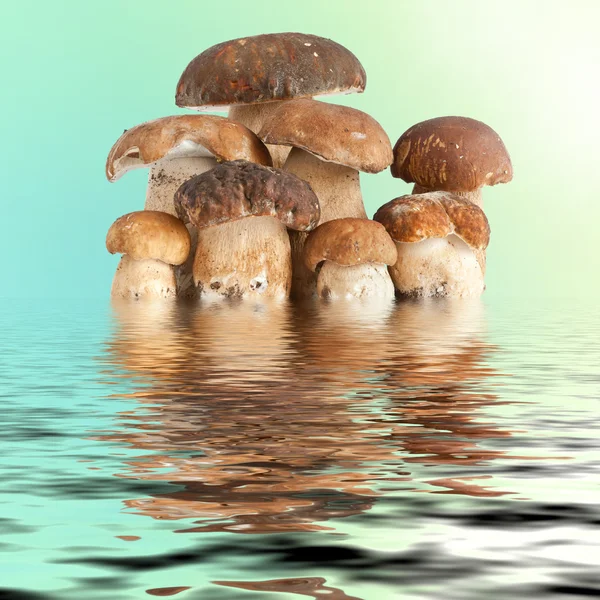 Боровик гриб — стокове фото