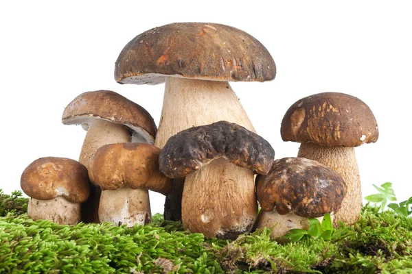 Boletus mushroom with moss — Stock Photo, Image