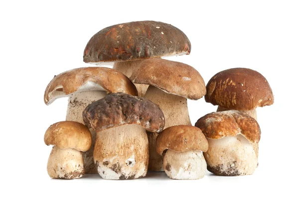 Hřib houby — Stock fotografie