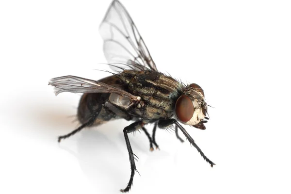 stock image Fly