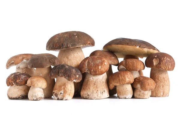 Boletus Edulis mushrooms — Stock Photo, Image