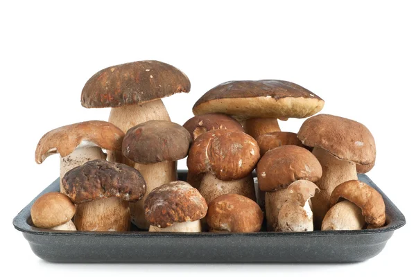 Boletus 버섯과 트레이 — 스톡 사진