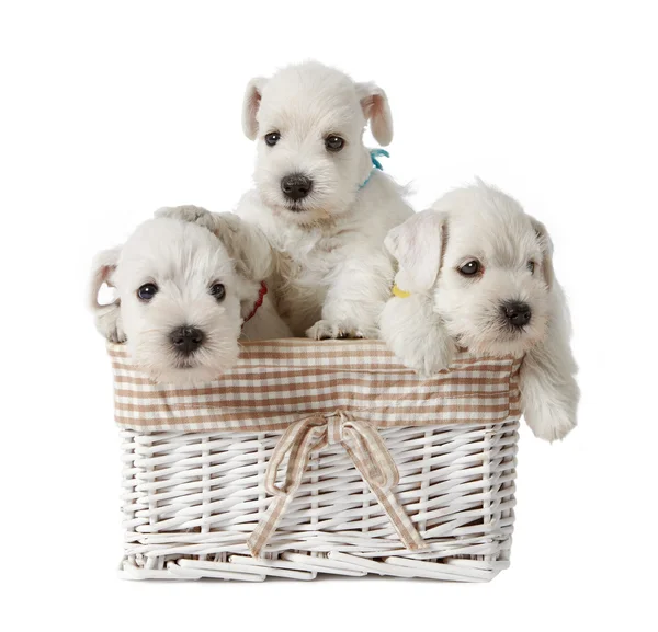 Cachorros blancos — Foto de Stock