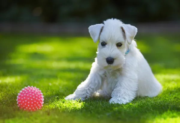 Beyaz schnauzer köpek yavrusu — Stok fotoğraf