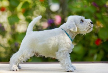 White schnauzer puppy clipart