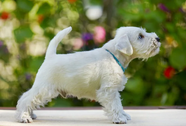 Witte schnauzer pup — Stockfoto