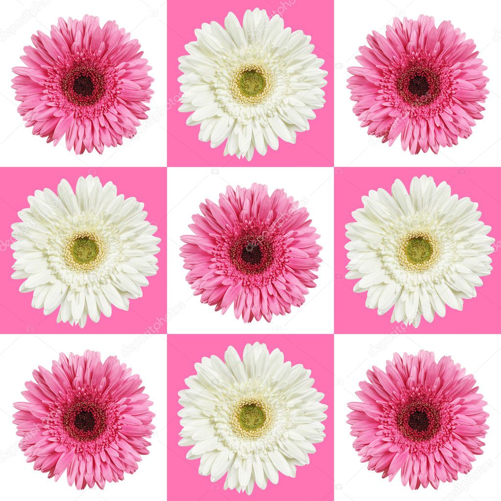 Collage of white and pink gerber