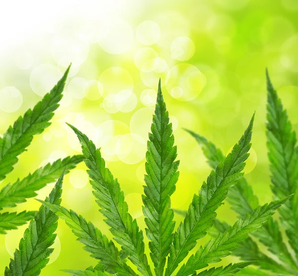 Зеленые листья марихуаны — стоковое фото
