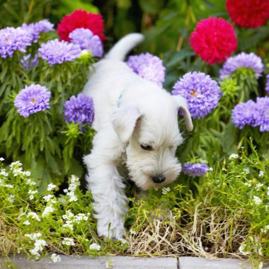 Beyaz schnauzer köpek yavrusu