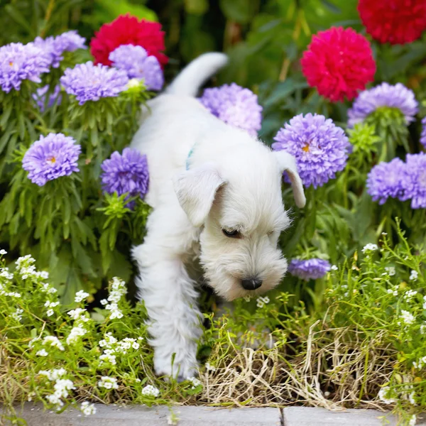 White schnauzer puppy — Stock Photo, Image