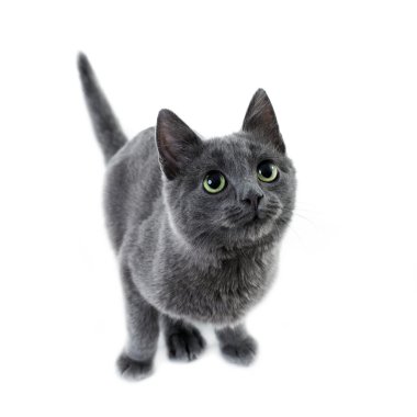 Russian blue kitten clipart