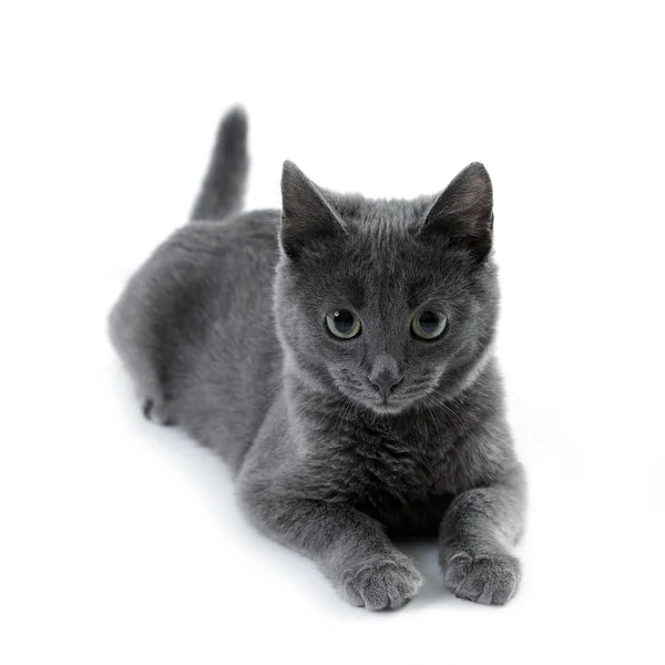 Rus mavi kedi — Stok fotoğraf