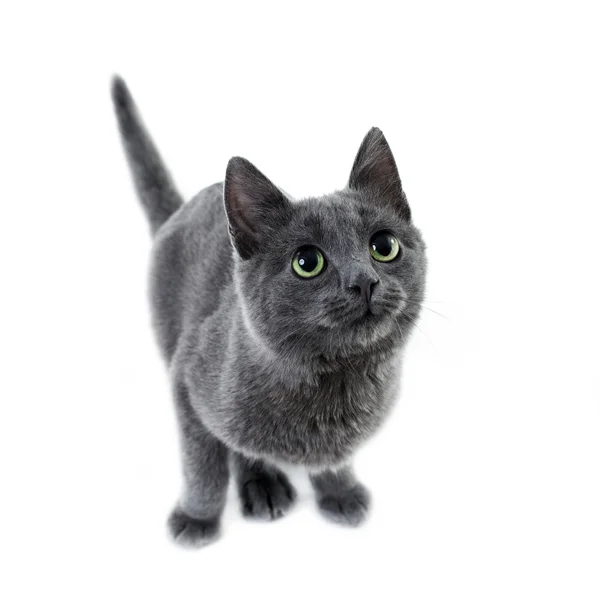 러시아어 블루 고양이 — 스톡 사진