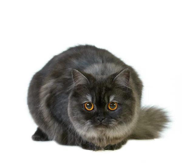 Kot brytyjski długowłosy — Zdjęcie stockowe