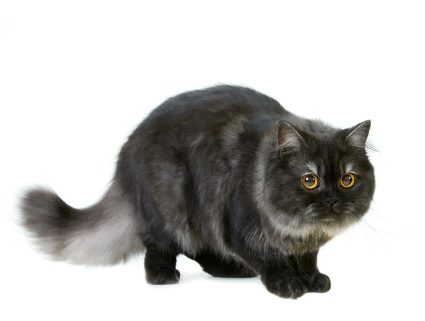 İngiliz longhair kedi — Stok fotoğraf