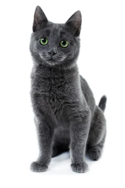 Ruské modré kotě — Stock fotografie