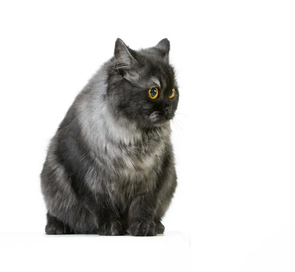 British longhair cat — Stock Photo, Image