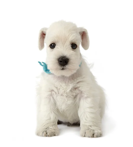 Cachorrinho Schnauzer Branco — Fotografia de Stock