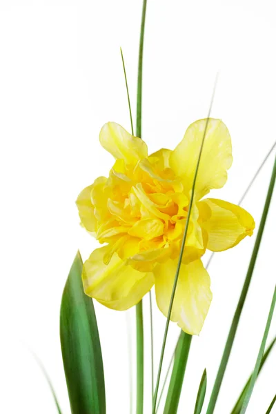 Keltainen Daffodiili — kuvapankkivalokuva