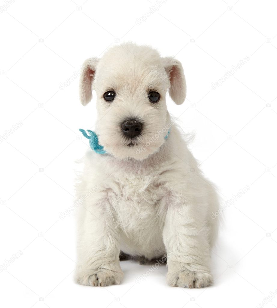 White schnauzer puppy