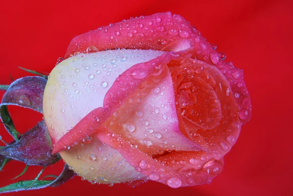 Rose gros plan avec rosée — Photo