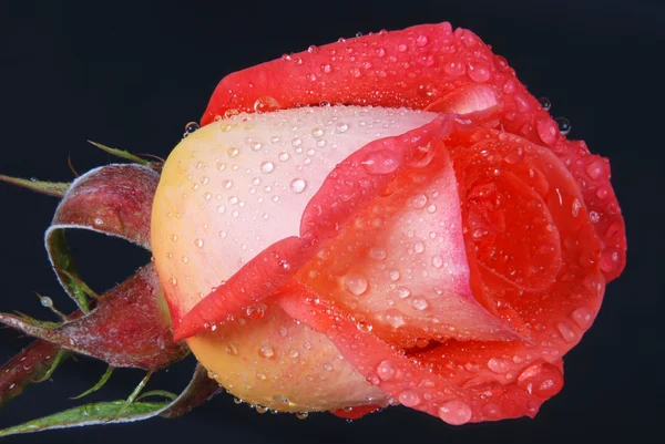 粉红色的玫瑰露关门 — 图库照片