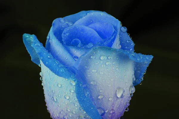 Blauwe roos met waterdruppels — Stockfoto