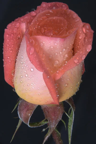 Roze roos, close-up met dauw — Stockfoto