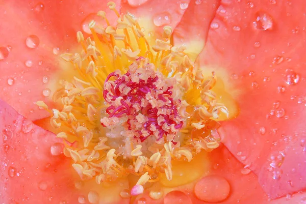 Rosa rosa primer plano —  Fotos de Stock