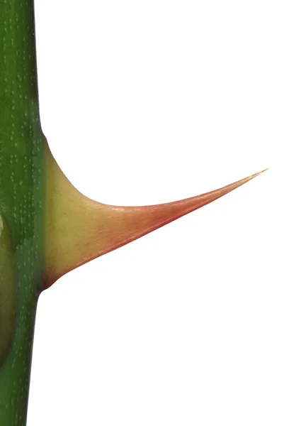 Espinhoso de uma rosa — Fotografia de Stock
