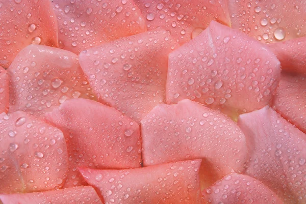 Gotas de pétalas de rosa — Fotografia de Stock