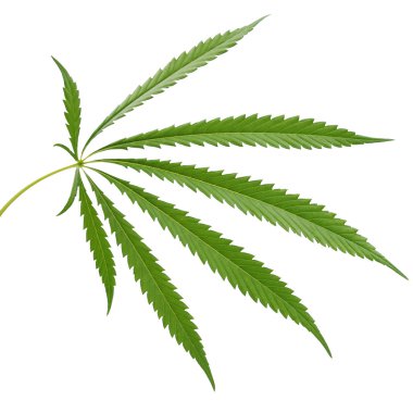 Hemp (cannabis) clipart