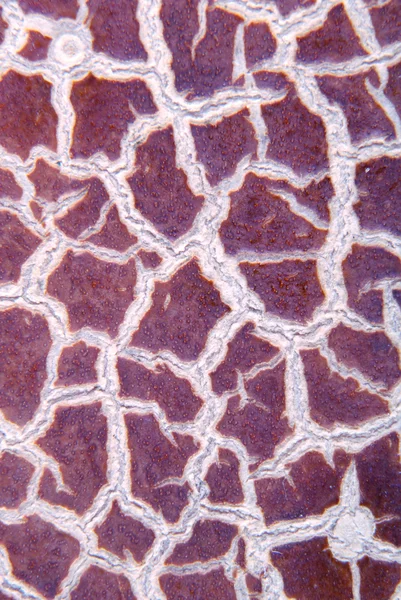 Cracky old violet textures — Stock Photo, Image