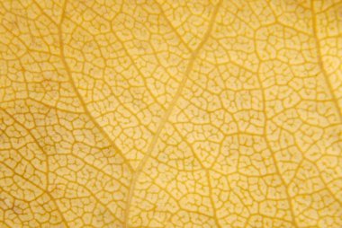 Detaylı sarı yaprak