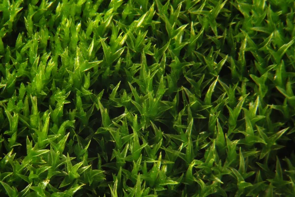 Mossy background — Stock Photo, Image