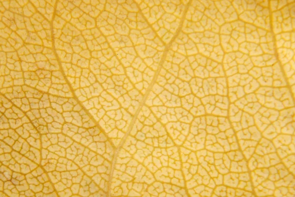 Детальный жёлтый лист — стоковое фото
