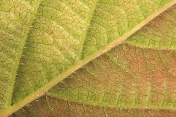 Detaljerad gröna och gula blad — Stockfoto