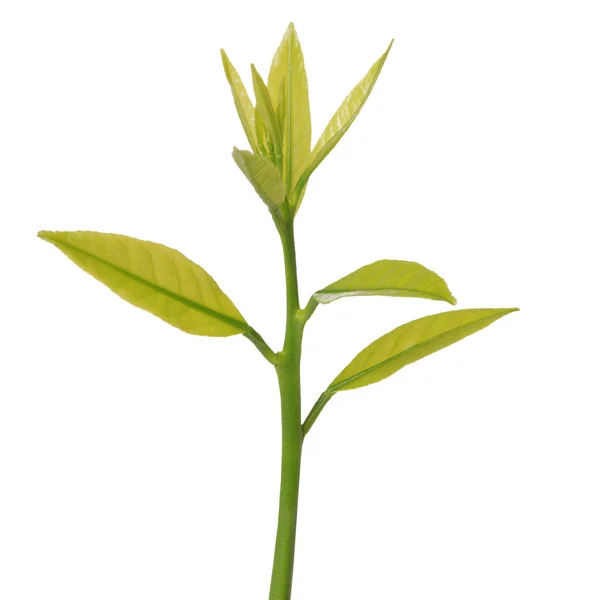 Plant isolated on white background — Stock Photo, Image