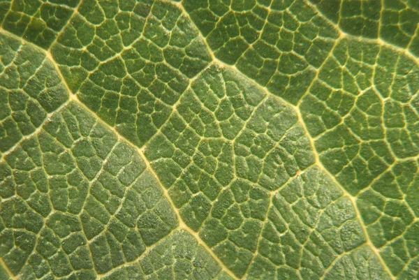 자세한 녹색 잎 — 스톡 사진