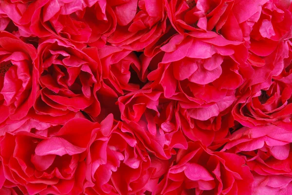 Trandafiri roșii — Fotografie, imagine de stoc