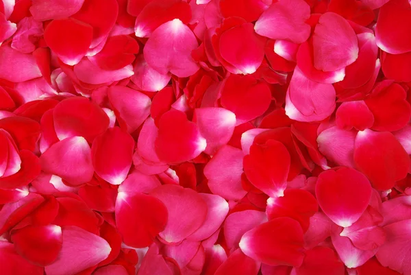 Vörös rózsa szirmok háttér — Stock Fotó