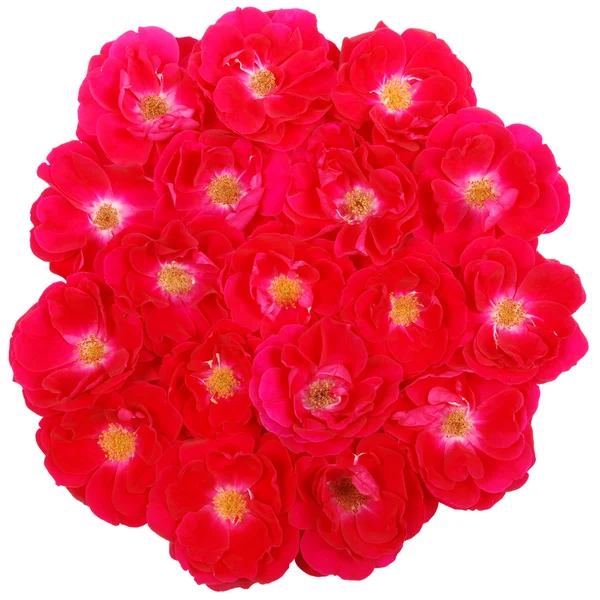 Ramo de rosas rojas sobre blanco — Foto de Stock