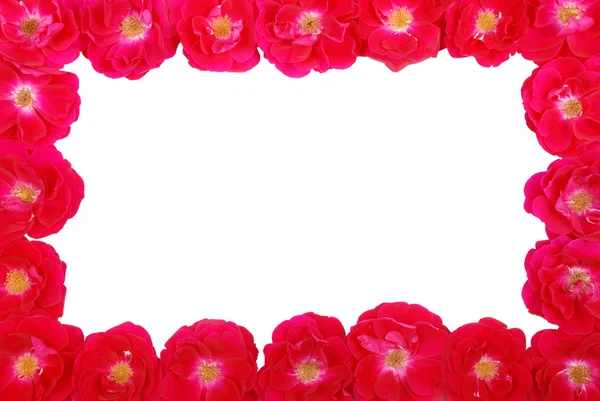 Рамка Розы — стоковое фото