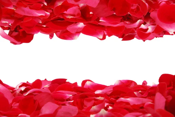 Granicy płatek róży — Zdjęcie stockowe