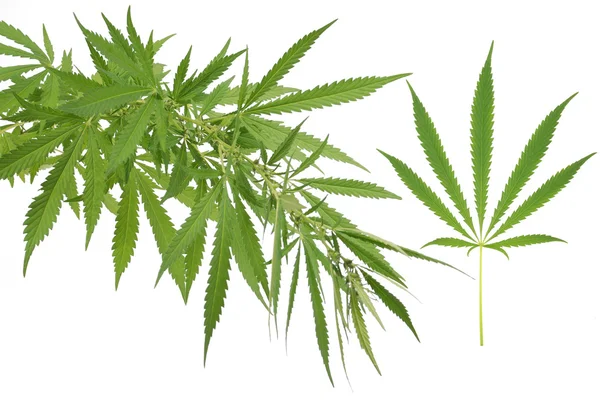 Cânhamo (cannabis ) — Fotografia de Stock