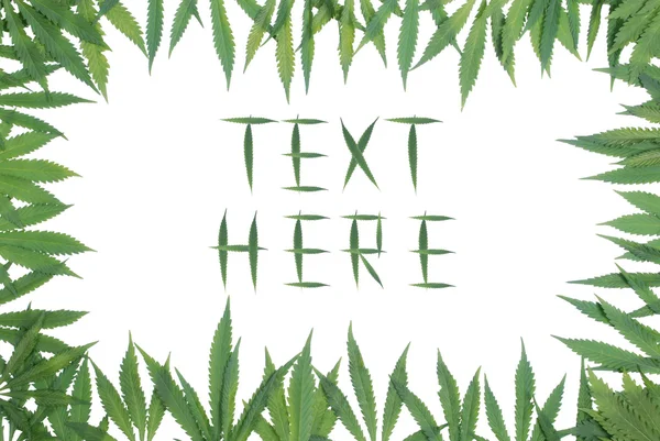 stock image Framework from leaves of a hemp