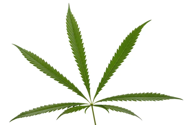 Cânhamo (cannabis ) — Fotografia de Stock