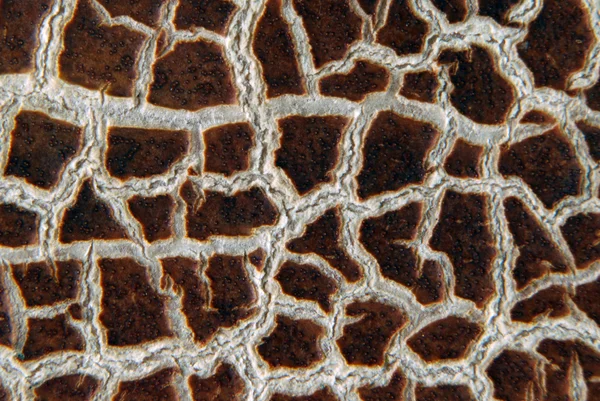 Cracky velhas texturas castanhas — Fotografia de Stock