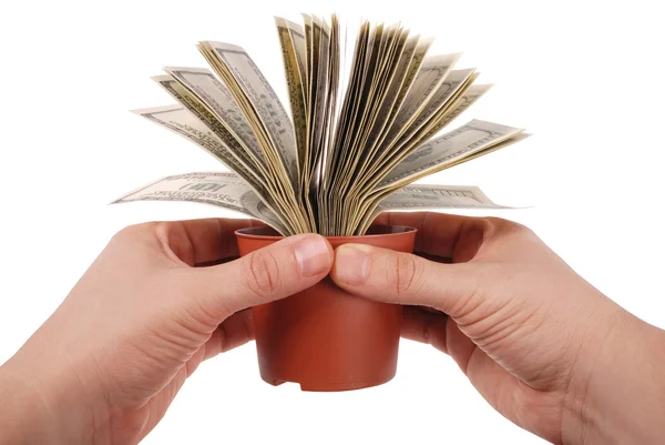 stock image Money tree