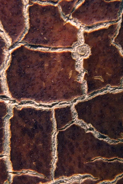 Cracky gamla bruna texturer. närbild — Stockfoto